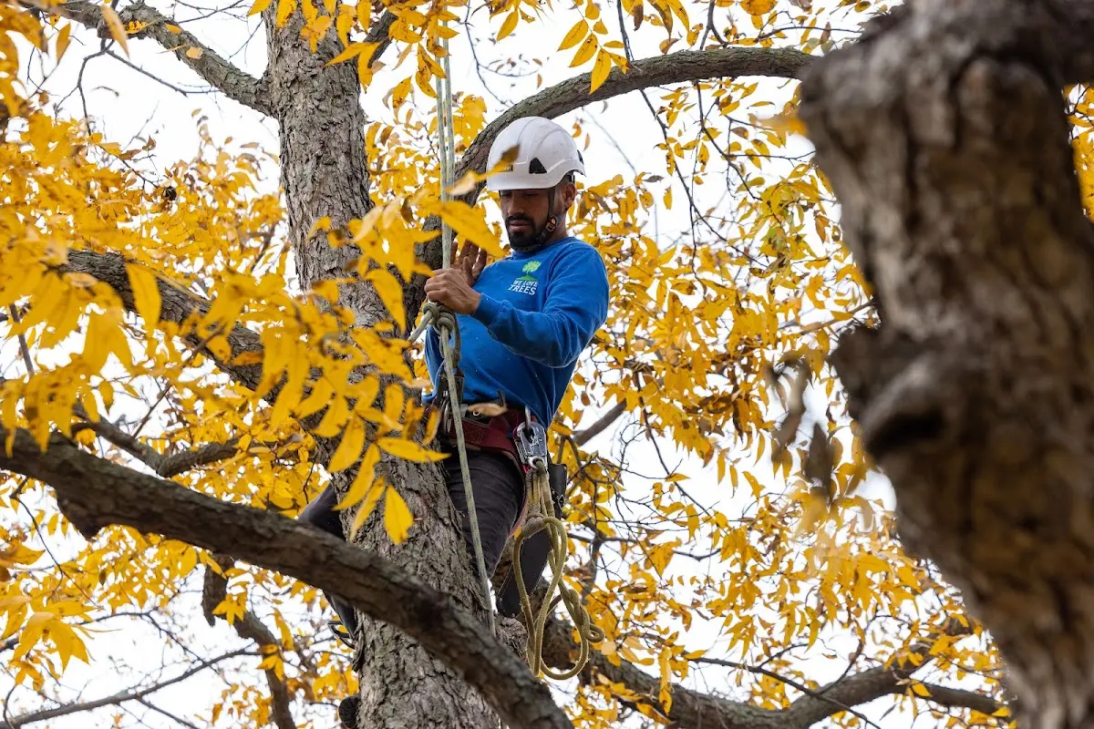 Skilled Storm Damage Cleanup crew working in Randall